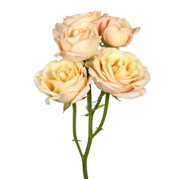 Sahara Spray Rose
