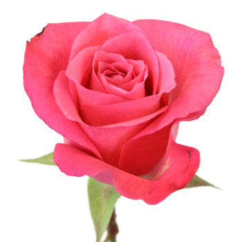 Dark Pink Delight Sweetheart Roses