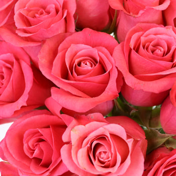 Dark Pink Delight Sweetheart Roses