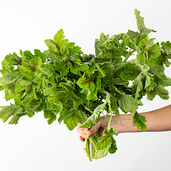 Scented Geranium Variegated Greenery