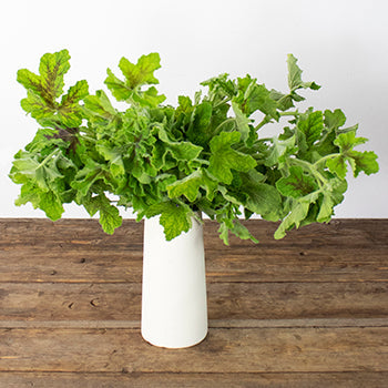 Scented Geranium Variegated Greenery