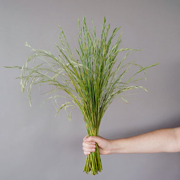 Wholesale greenery fresh cut shaker grass filler flowers sold as bulk
