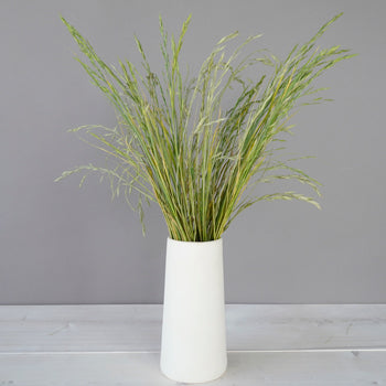 Bulk greenery fresh cut shaker grass filler flowers designed