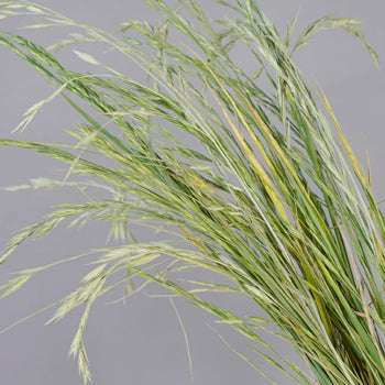 Wedding greenery fresh cut shaker grass filler flowers sold near me