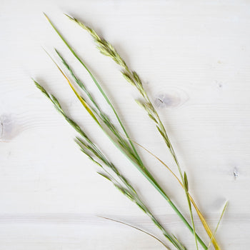 Single stems of fresh cut greens shaker grass filler flowers sold near me for delivery