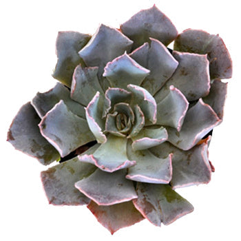 Succulent Cut Flower