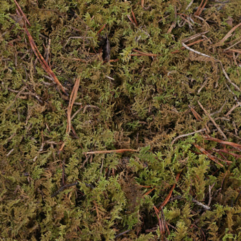 Fresh Sheet Moss