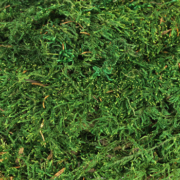 Preserved Sheet Moss