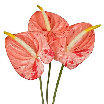Anthurium Coral Gumdrop Tropical Flower