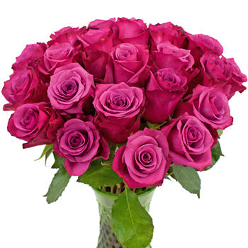 Shogun Purpleberry Rose