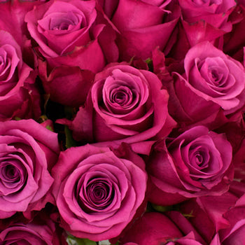 Shogun Purpleberry Rose