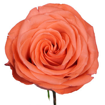 Cosmopolitan Coral Rose