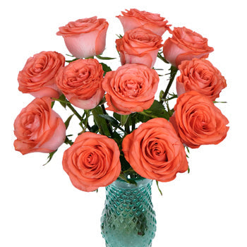 Cosmopolitan Coral Rose