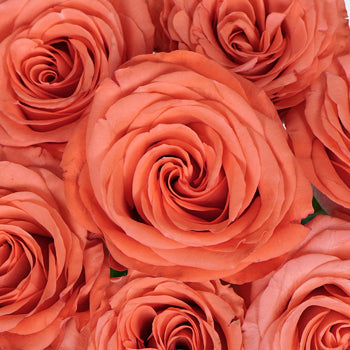 Cosmopolitan Coral Rose