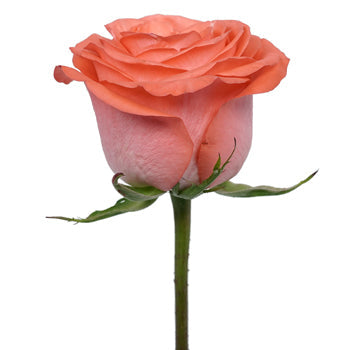 Cosmopolitan Coral Rose