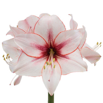 Red Blush Amaryllis Flower
