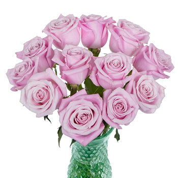 Bashful Pink Rose