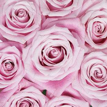 Bashful Pink Rose