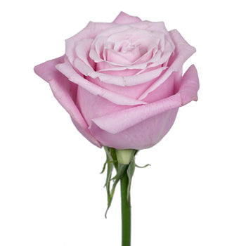 Bashful Pink Rose