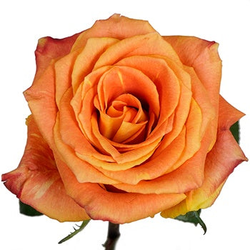 Silantoi Sunset Rose