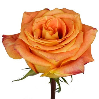 Silantoi Sunset Rose