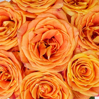 Silantoi Sunset Rose