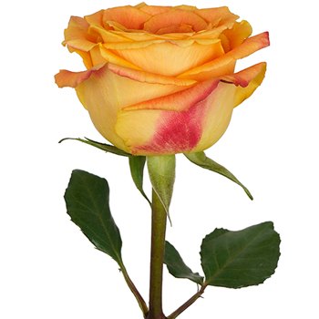 Silantoi Sunset Rose