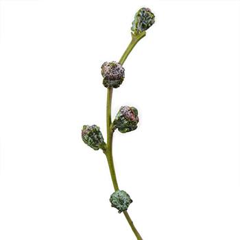 Silver Bell Pods