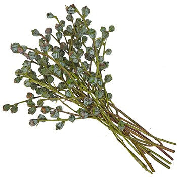 Silver Bell Pods