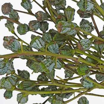 Silver Bell Pods