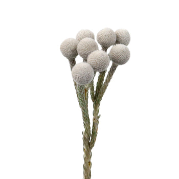 Silver Brunia Balls