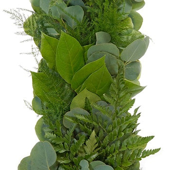 Silver Dollar, Leather Leaf, Plumosa and Salal Greens Garland