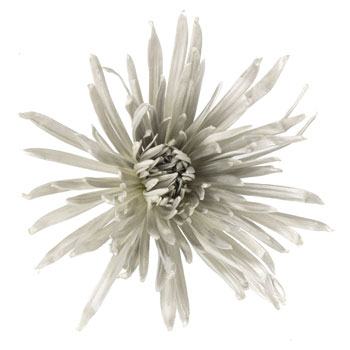 Silver Snowflake Airbrushed Spider Mum