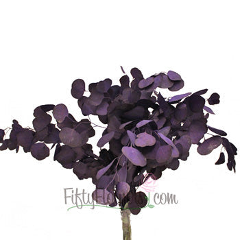 Purple Tinted Silver Dollar Eucalyptus