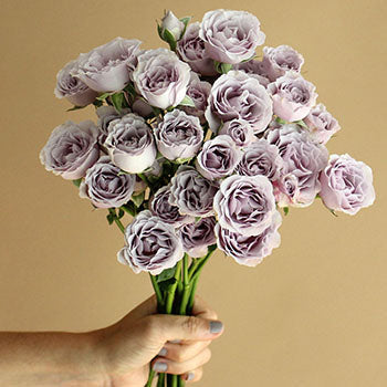 Silver Mikado Lavender Wholesale Rose Bunch in a hand