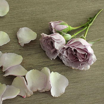 Silver Mikado Lavender Rose Stem