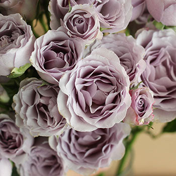 Silver Mikado Lavender Roses up close