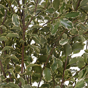 Wedding greenery mini variegated pittosporum sold near me