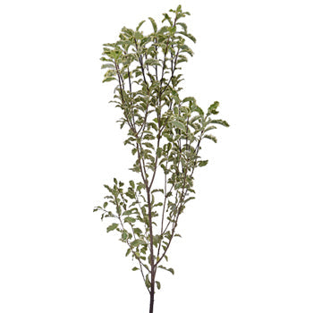 Single stem fresh cut mini variegated pittosporum sold as bulk