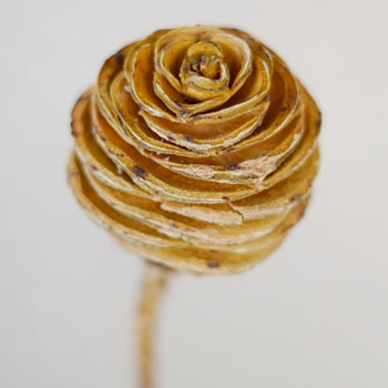 this is a test alt text Dried Platys Spiral