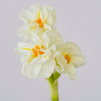 Honey Dipped Daffodils