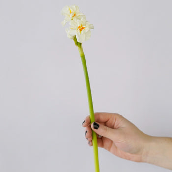 Honey Dipped Daffodils