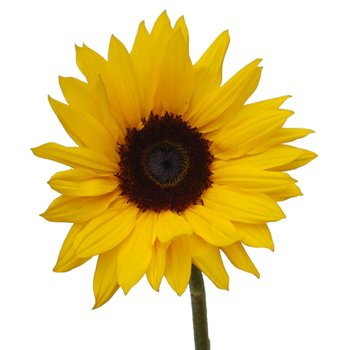 Small Sunflowers