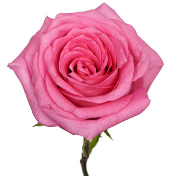 Pink Punch Rose