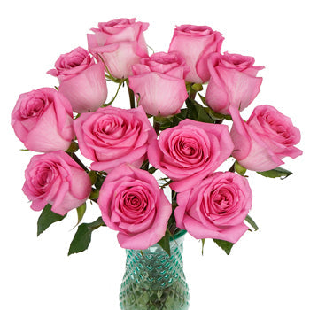 Pink Punch Rose