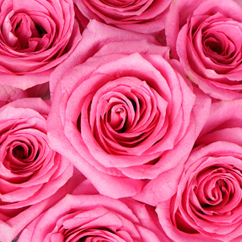Pink Punch Rose