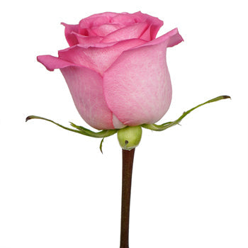 Pink Punch Rose