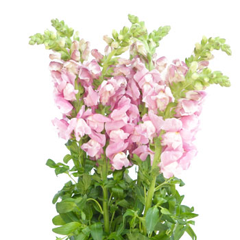 Snapdragon Mauve Flower