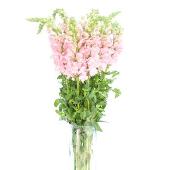 Bulk Mother\'s Day Snapdragon Light Pink Flower