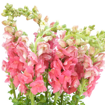 Snapdragon Watermelon Pink